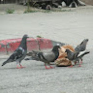 Meet your Posher, Jeff